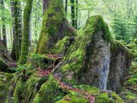 Große Bäume wachsen auf den bemoosten Felsen